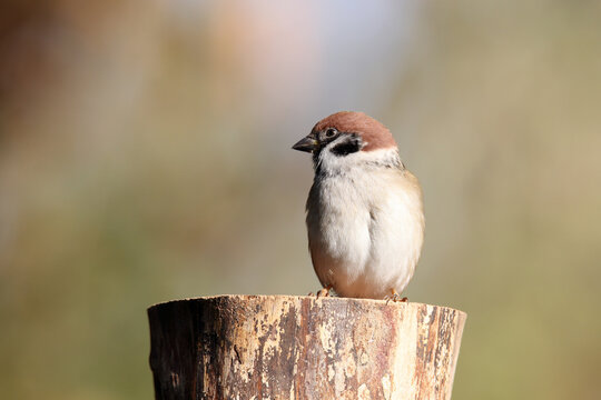 Eurasian tree sparrow on a pole