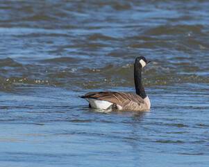 country goose swimming