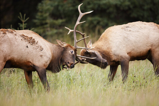 Bull Elk