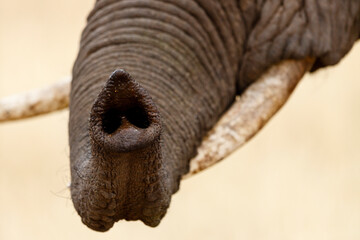 African Elephant Trunk