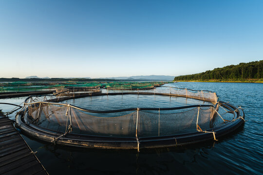Fish cage