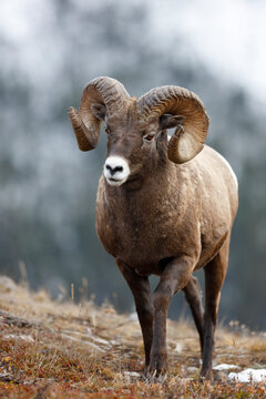 Bighorn Sheep