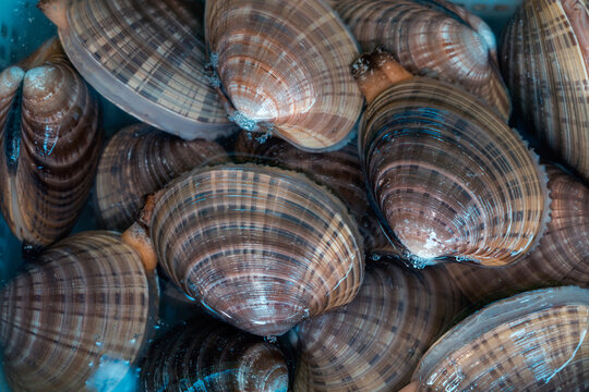 Fresh raw seafood
