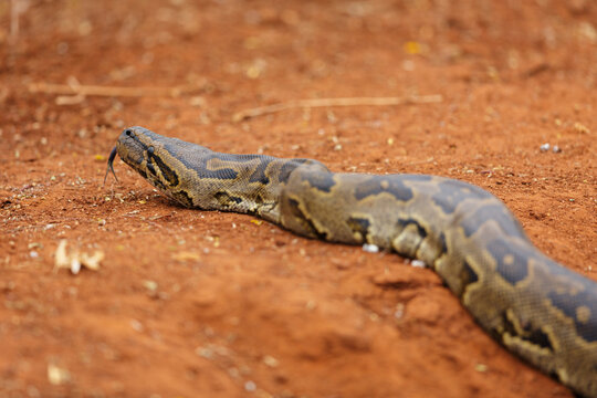 African Rock Python