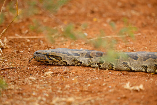 African Rock Python