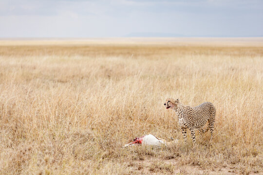 Cheetah