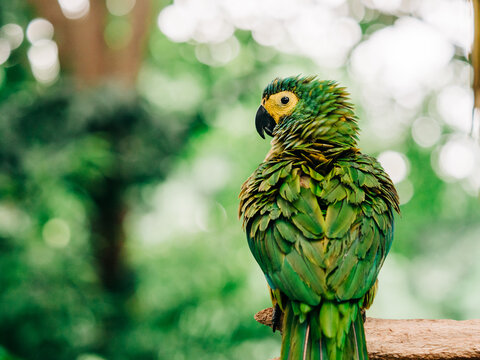 parrot in forest