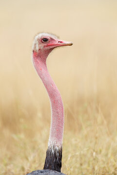 Ostrich