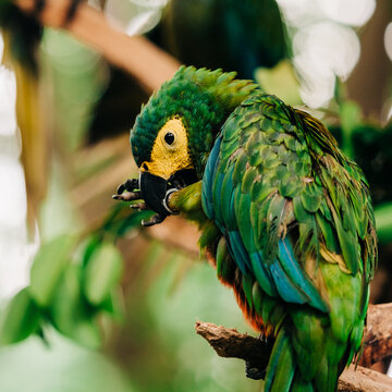 parrot in forest