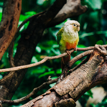 parrot in forest