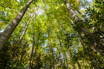 green leaves in the forest