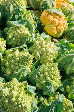 Fresh Romanesco and Cauliflower