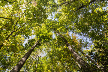 Obraz premium green leaves in the forest