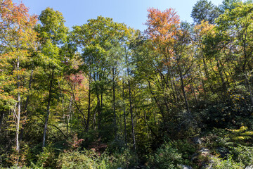 trees in autumn, Elk River Falls, NC, 