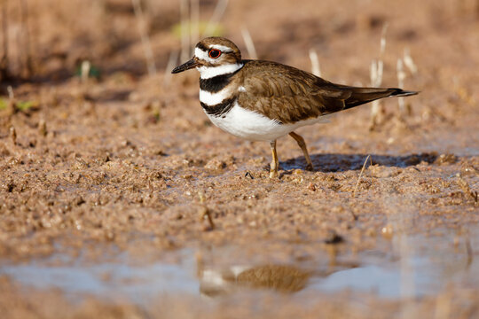 Killdeer