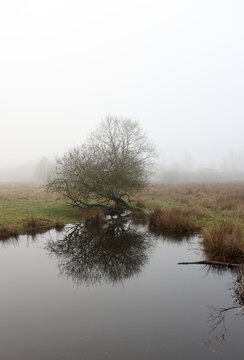 Foggy landscape with tree and lake