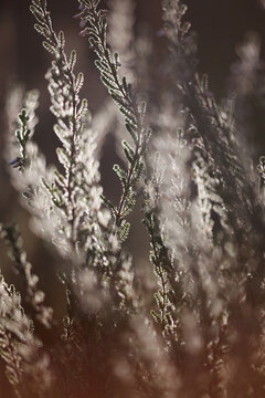 Backlit heather branches