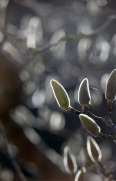 Backlit magnolia buds in early spring
