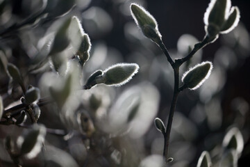 Backlit magnolia buds in early spring