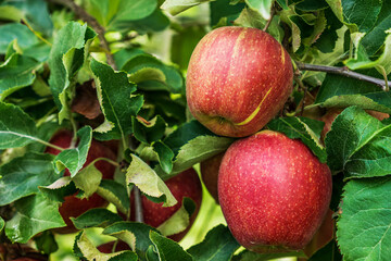 Red apples on a branch of apple tree with green leaves.