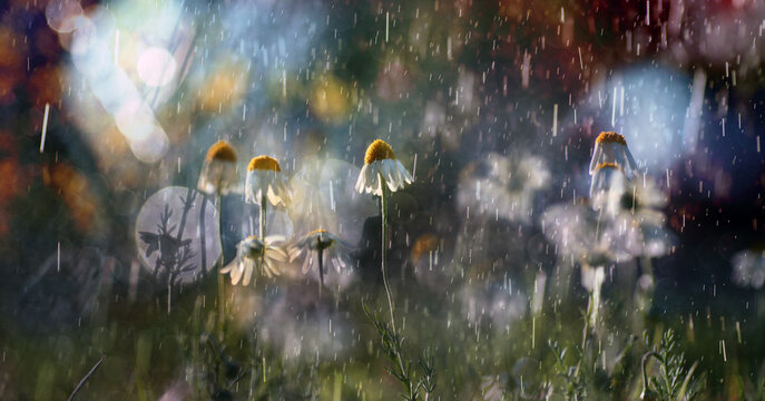 Daisies in the rain