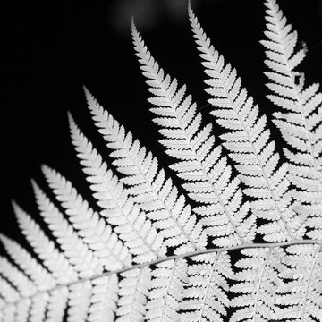 Fern leaf detail in b&w