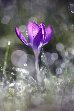 Dew drops bokeh in early spring lawn