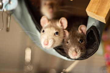 two rats in a hammock