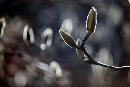 Backlit magnolia buds in early spring