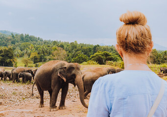 Foreigner watching Elephants in Pinnawala Elephant orphanage