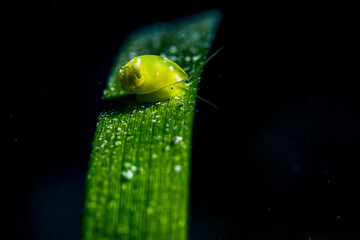 Nerite on Seagrass Blade