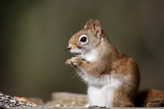 American red squirrel eating sunflower seeds from a birdfeeder plateau