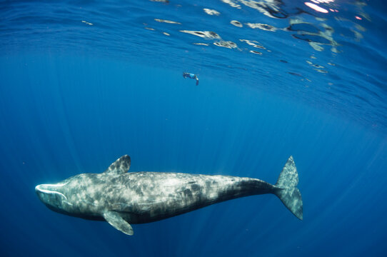 Sperm Whale and Snorkeler