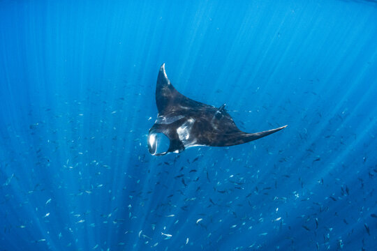 Oceanic Manta