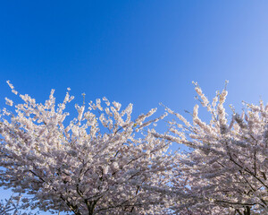 Spring blooming sakura cherry tree with flowers branch