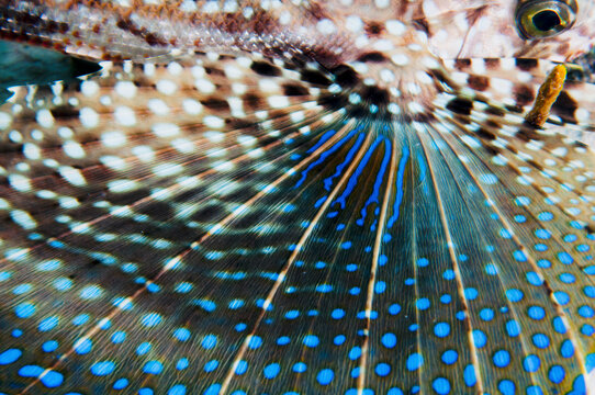 Flying Gurnard Abstract