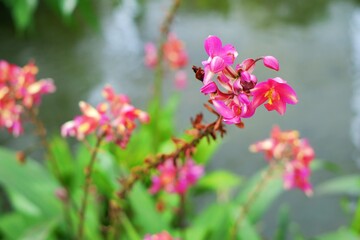 Close-up of beautiful pink and red orchids. 