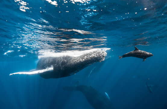 Dolphin Rides Bow Wave of Humpback Whales