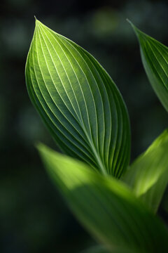 New hosta leaf in spring