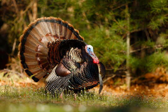 Wild Turkey