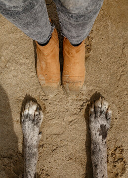 Owner and dog on sandy beach