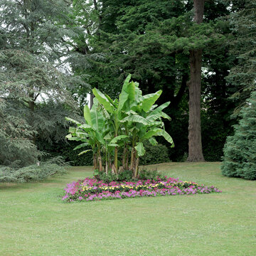 Banana trees looking out of place