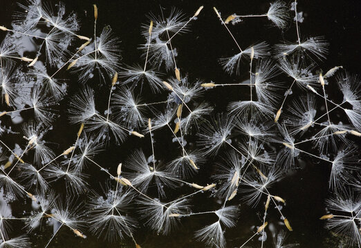 Dandelion seeds floating on the water of a pond