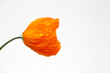 Orange poppy wet from the rain