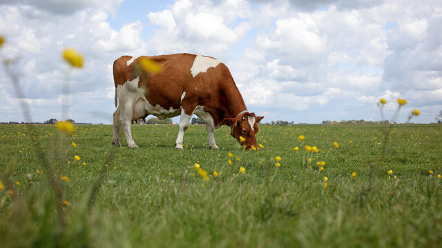 Grazing cow in field