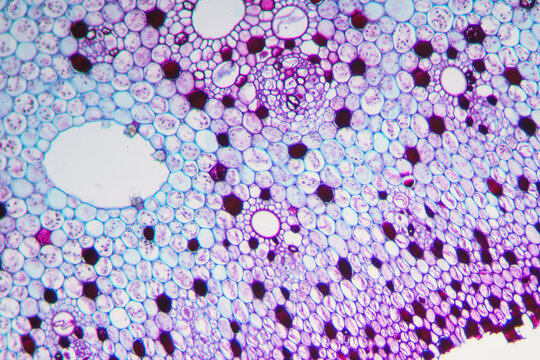 plant cells of lotus stem