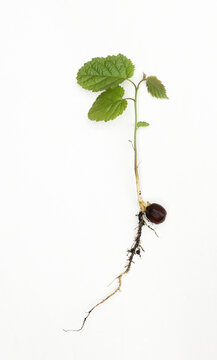 Hazelnut seedling