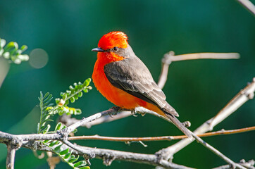 Vermillion Flycatcher (Pyrocephalus obscurus)