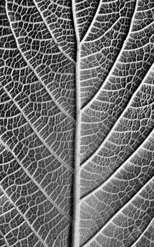Black and white plant details
