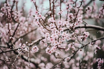 Photos I captured during the peak of spring. 